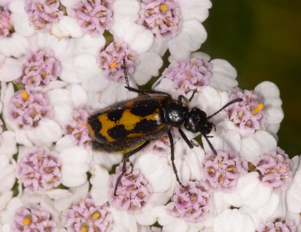 Mylabris flexuosa, Meloidae